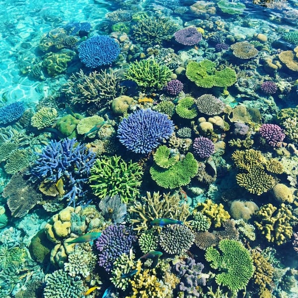 A reef water entry.